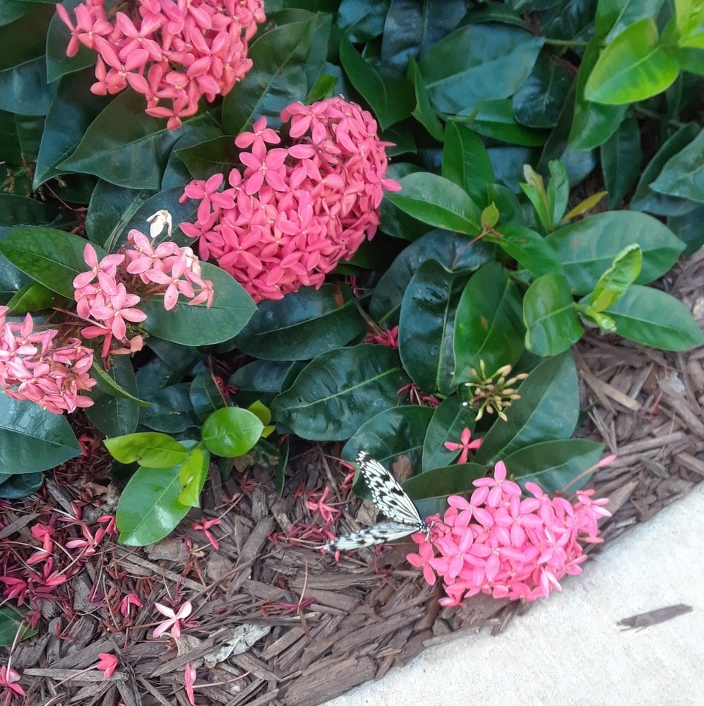 Meet your Posher, Tasha